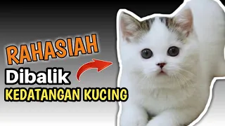 Tanda Kucing Datang Kerumah, Ternyata Ada Rahasiah Dibaliknya