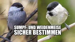 Sumpfmeise und Weidenmeise sicher unterscheiden