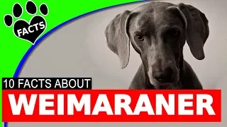 10 Fun Facts About Weimaraner Dogs You Should Know - Dogs 101