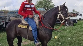 FEIRA DE CAVALOS DE CARUARU PE, TERÇA FEIRA 24/01/2023