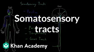 Somatosensory tracts | Organ Systems | MCAT | Khan Academy