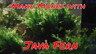 An Aquascapers Favorite and Easy to Profit From - Plants for Profit: Java Fern