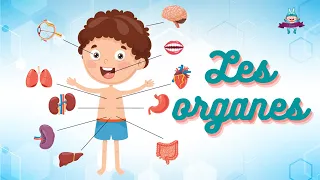 APPREND LE CORPS HUMAIN #2 - [Les organes]