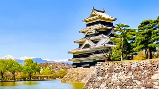 [Japan's National Treasure] 🌸Matsumoto Castle in Spring🏯