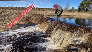 Beaver dam removal || 10 meters of width BEAST!