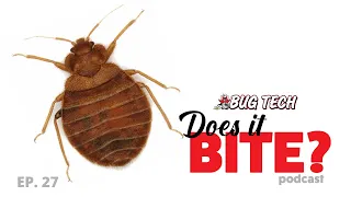 Where & How Bed Bugs Can Affect Your Home - Does It Bite