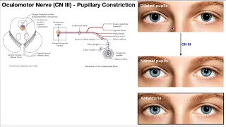 Cranial Nerve III - Oculomotor Nerve [Part 2] | Origin, Structure, Pathway & Function