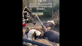 Ostrich tantrum! 😬