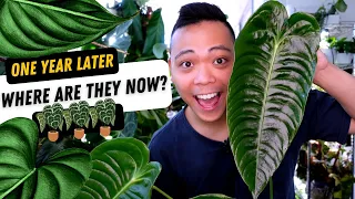 ONE YEAR LATER 😱 | Plant Updates 💚 Anthurium Metallicum, Veitchii, Hoya Serpens & MORE