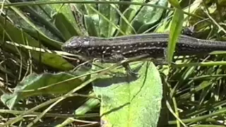 © Прыткая или обыкновенная ящерица (Lacerta agilis) // Quick or common lizard