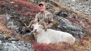 Solo Dall Sheep Hunt 2023