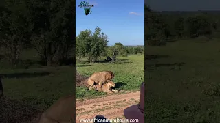 Amazing Lion's Pride: Battling for Mates in Tanzania Safari