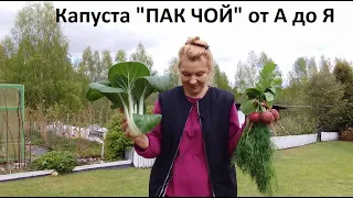 Капуста ПАК ЧОЙ от А до Я в природном земледелии.