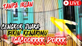 Pancingan Kenari Gacor Ngerol Panjang Cocok buat Masteran murai batu & #kenari Paud SUSAH BUNYI