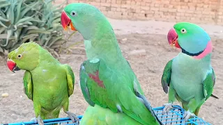 Parrot Ringneck Mithu Parrot Live