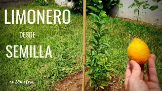 Cómo cultivar un LIMONERO desde SEMILLA: proceso completo 🍋 || en20metros