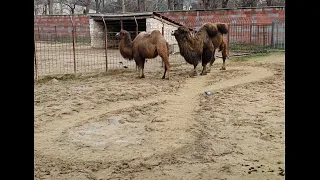 Animal goes insane at the Zoo!!! Makes the Infinity symbol