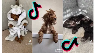 😂 Funny and Cute Cockapoo 😍 Dogs and Puppies Tiktok Compilation