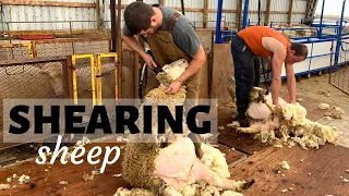 How & Why We Shear Our Sheep (AND A LITTLE DRAMA): Vlog 175