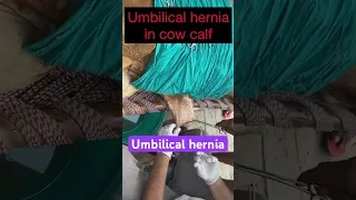 Umbilical hernia in calf l Dr umar khan