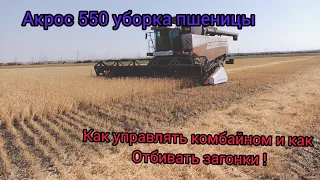 Комбайн :Акрос 550 уборка пшеницы ,как управлять комбайном и бить загонки !