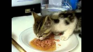 Hungry kitten speaks while eating..flv