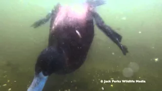 Tufted Duck, Pochard & Ruddy Duck Underwater