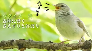 ウグイスの鳴き声（さえずり、谷渡り） / Japanese Bush Warbler / 鶯 /北海道野鳥