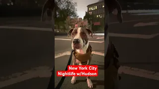 New York City Streets w/Hudson the Dog #cutedog #nyc #pitbull #doglover #dogshorts #doglife #dogs