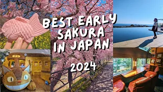 A quick trip outside of Tokyo to see the best early cherry blossoms in Japan -  Kawazu-zakura