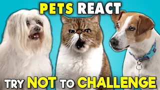 Pets React To The Try Not To Ultimate Challenge (Laugh, Move, Eat)