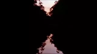 The Orangutan King HD (Nature Documentary) #681