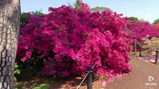 One of the famous azalea park in Japan “Tsutsujigaokakoen “in Tatebayashi Gunma...