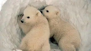 Вся правда о полярных медведях! Документальные фильмы, фильмы про животных