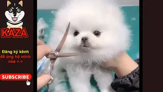 🔴Tik Tok Chó Phốc Sóc Mini Siêu Dễ thương | Funny Cute Pomeranian #76