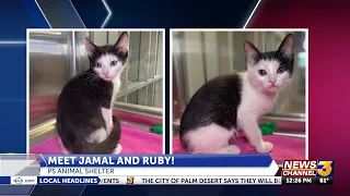 Help Palm Springs Animal Shelter find "Jamal & Ruby" a forever home