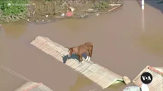 Horse stranded on rooftop in flooded Brazil | VOA News