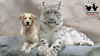The Mother Dog Saved a Snow Leopard Cub, Years Later This Happened...