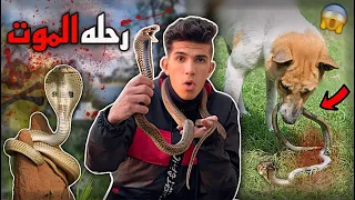 طلعت اخطر رحله صيد لافعي الكوبرا بكلبي لاول مره 😱