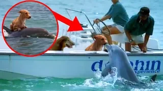 8 Most UNBELIEVABLE Dolphin Rescue Stories!