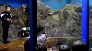Шоу с тюленями в океанариуме " Нептун" Санкт- Петербург. (1)