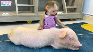 BiBi's cute reaction when she first see a piglet