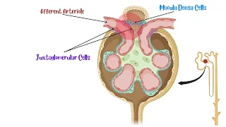 Juxtaglomerular Apparatus