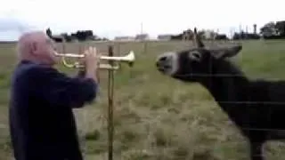 Russian Duet With Donkey