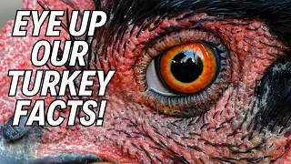 Turkeys 🦃 Unmasked: Mind-Blowing Facts About These Feathery Friends! 🤯