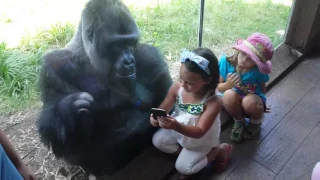 MUST SEE!!!!! SWEET GORILLA JELANI LOVES AND TELLS PEOPLE TO SWIPE TO NEXT PICTURE ON PHONE