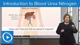 Introduction to Blood Urea Nitrogen (BUN) Test – Med-Surg | Lecturio Nursing