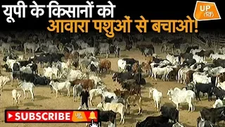 आवारा पशुओं पर योगी का अल्टीमेटम भी नाकाम! | UP Tak