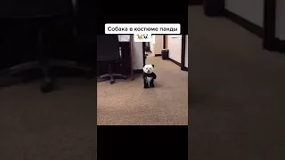 ВИДЕО, КОТОРОЕ ПОДНИМЕТ НАСТРОЕНИЯ КАЖДОМУ😱 #shorts