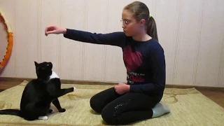 Как начать дрессировать кота? Мой опыт в дрессировке кота.